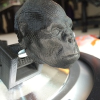 Small Harambe Head (Gorilla) 3D Printing 103446