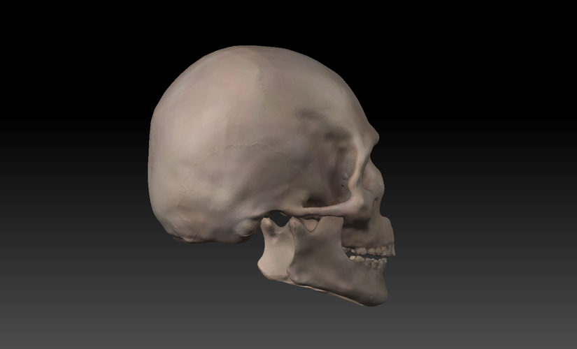 Skull. 3D Print 11417
