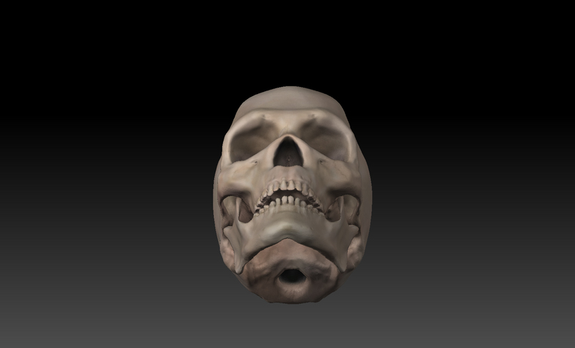 Skull. 3D Print 11419