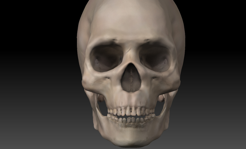 Skull. 3D Print 11422