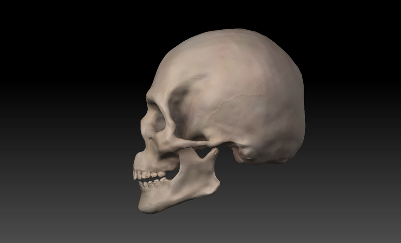 Skull. 3D Print 11423