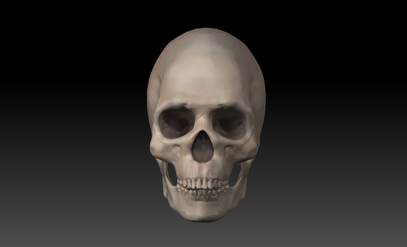 Skull. 3D Print 11424