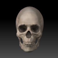 Small Skull. 3D Printing 11424