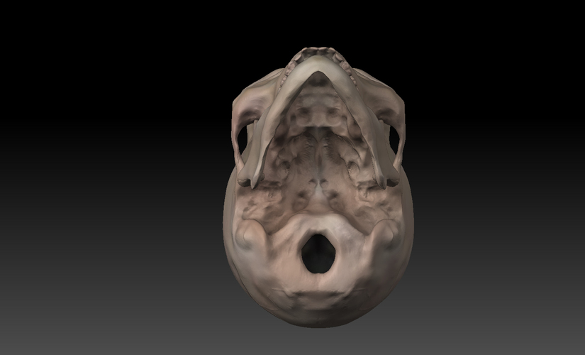 Skull. 3D Print 11425