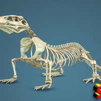 Small Komodo Dragon Skeleton 1:5 Scale 3D Printing 130038