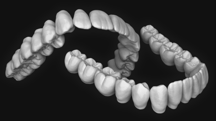 Dental anatomy (upper and lower jaw) 3D Print 135438 Dental anatomy (upper and lower jaw) 3D Print 135438