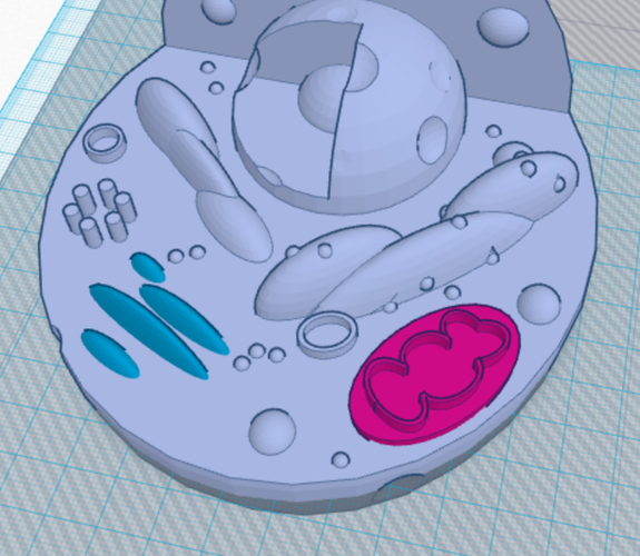 Animal Cell Model 3D Print 143898