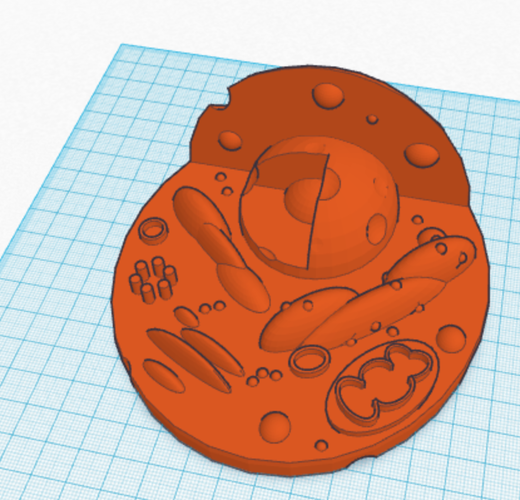 Animal Cell Model 3D Print 143899