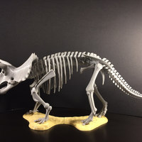Small Triceratops prorsus Skeleton 3D Printing 148495