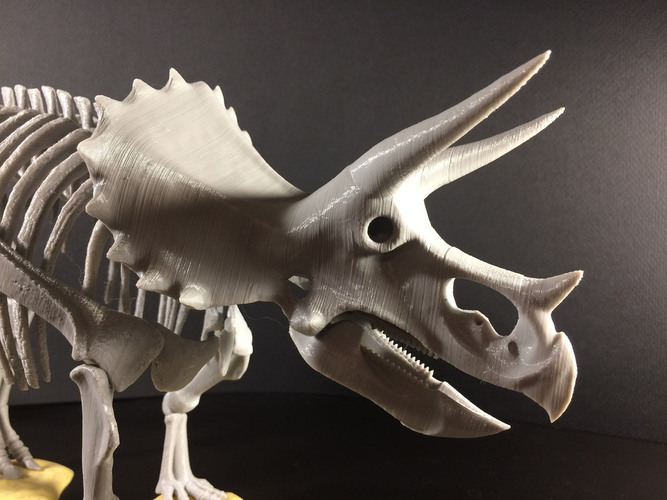 Triceratops prorsus Skeleton 3D Print 148497