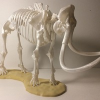 Small Woolly Mammoth Skeleton 3D Printing 148507