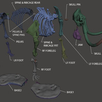 Woolly Mammoth Skeleton - Thumbnail 5