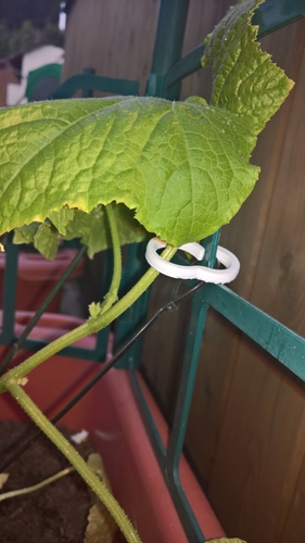 Rings to attach plants to the rank grid 3D Print 158781 Rings to attach plants to the rank grid 3D Print 158781
