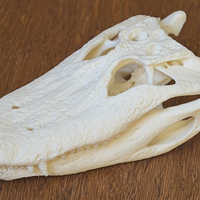 Small Alligator Skull 3D Printing 160638