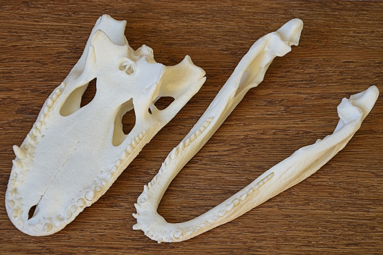 Alligator Skull 3D Print 160639