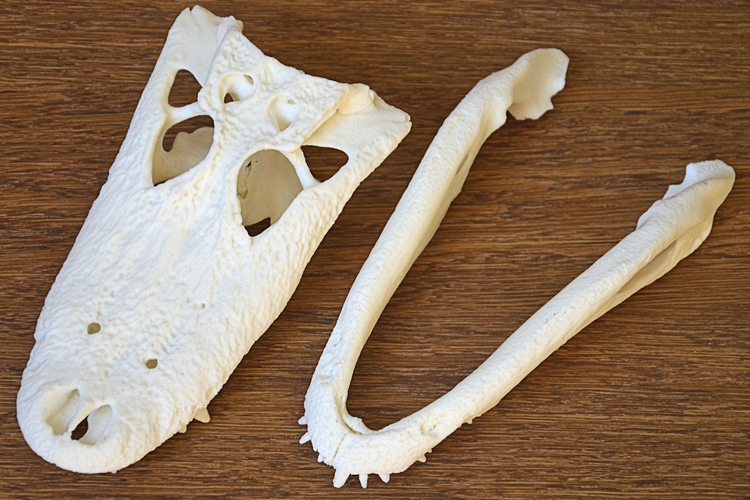 Alligator Skull 3D Print 160640