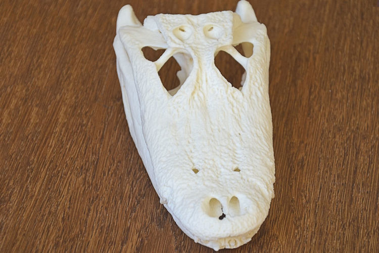 Alligator Skull 3D Print 160641