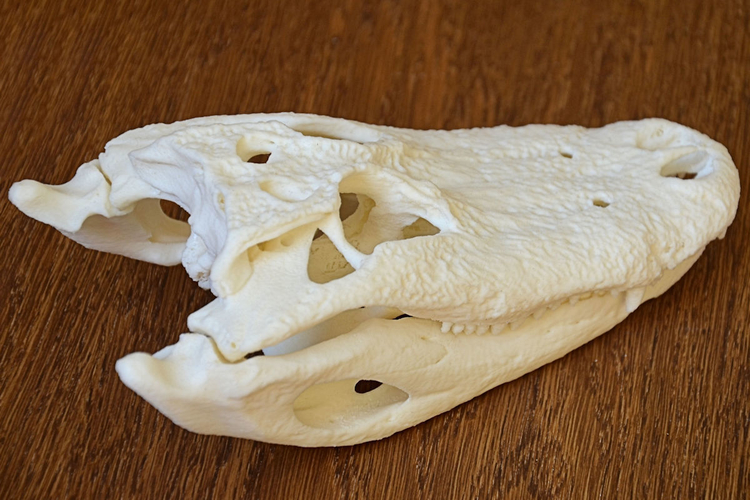 Alligator Skull 3D Print 160642