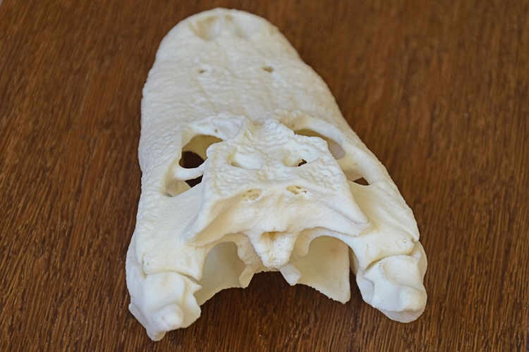 Alligator Skull 3D Print 160643
