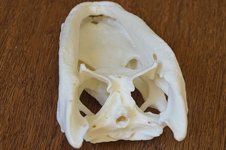 Alligator Skull 3D Print 160644