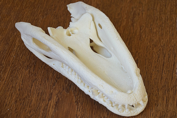 Alligator Skull 3D Print 160645