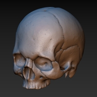 Small Skull. Without the lower jaw.  3D Printing 165900