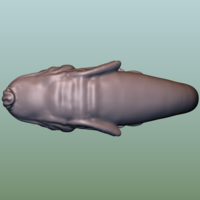 Fish - Thumbnail 6