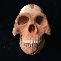 Small Homo Naledi Complete Skull Reconstruction 3D Printing 166729