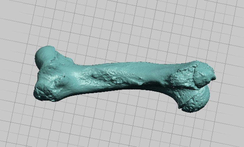 Manatee Humerus Bone - High Resolution Scan 3D Print 166743