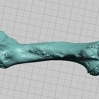 Small Manatee Humerus Bone - High Resolution Scan 3D Printing 166743