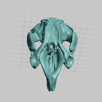 Small Manatee Skull and Mandible High Resolution Scan 3D Printing 166749
