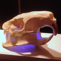 Small Coypu (Nutria) River Rat Original Skull Scan 3D Printing 166765