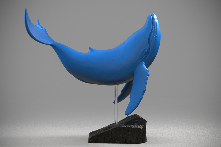 Blue whale 3D Print Model 3D Print 174078 Blue whale 3D Print Model 3D Print 174078