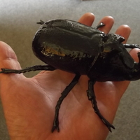 Small Big Beetle 3D Printing 174951