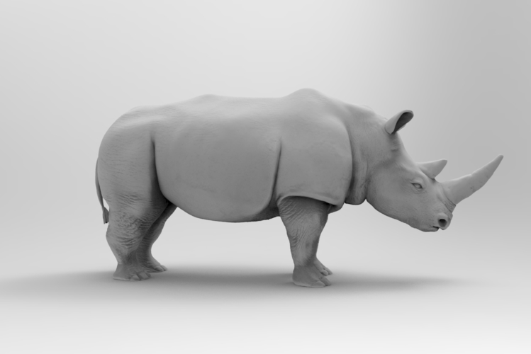 Rhinoceros 3D Print 175733 Rhinoceros 3D Print 175733