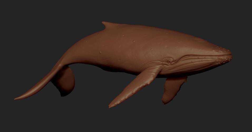 Blue whale 3D Print Model 3D Print 176617 Blue whale 3D Print Model 3D Print 176617