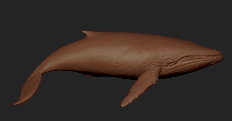 Blue whale 3D Print Model 3D Print 176618 Blue whale 3D Print Model 3D Print 176618