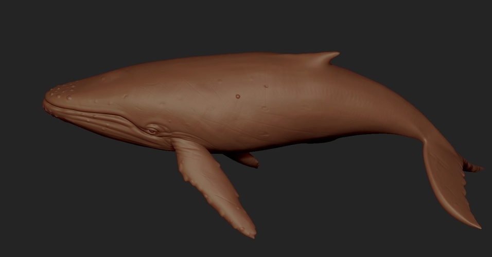 Blue whale 3D Print Model 3D Print 176619 Blue whale 3D Print Model 3D Print 176619