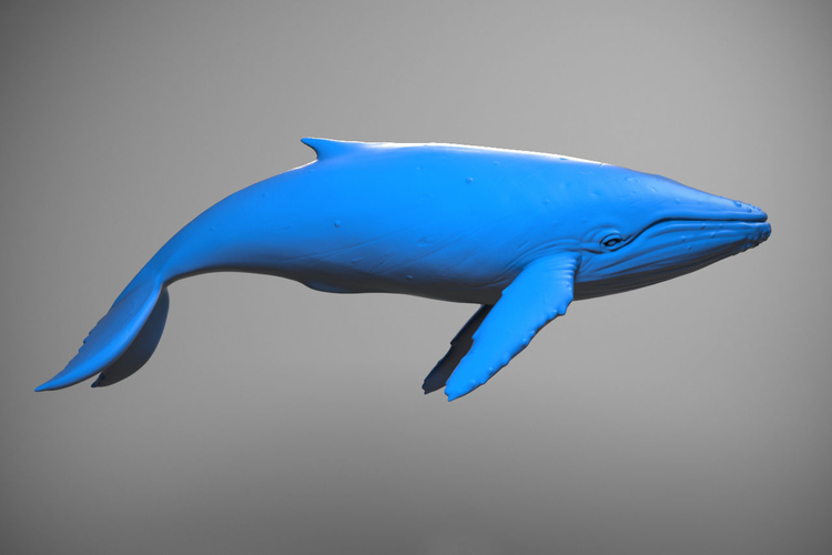 Blue whale 3D Print Model 3D Print 176620 Blue whale 3D Print Model 3D Print 176620