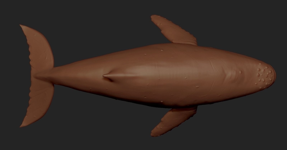 Blue whale 3D Print Model 3D Print 176621 Blue whale 3D Print Model 3D Print 176621