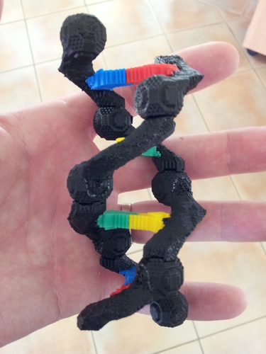 Educational DNA Model 3D Print 180482
