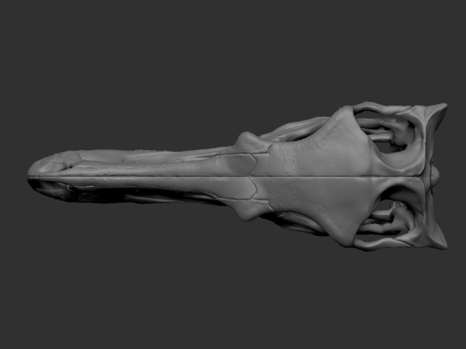 Full size Velociraptor skull 3D Print 183922 Full size Velociraptor skull 3D Print 183922