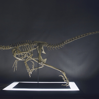Small Full Size Velociraptor Skeleton Part02/05 3D Printing 184826