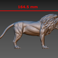 Lion - Thumbnail 24