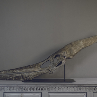 Small Full Size Pteranodon Fossil Skull Part02/06 3D Printing 193520