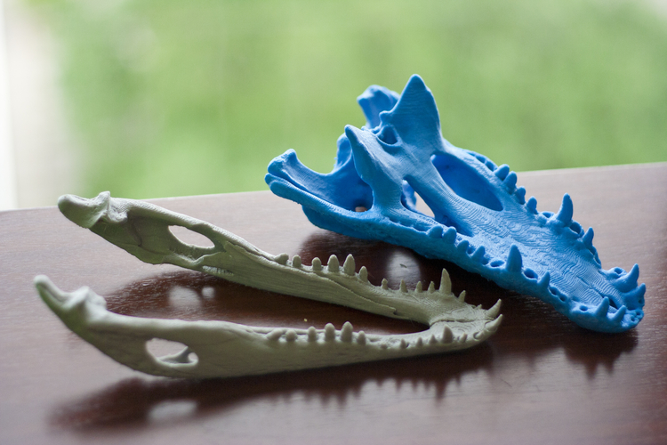 Alligator Skull with independent Jaw 3D Print 207194 Alligator Skull with independent Jaw 3D Print 207194