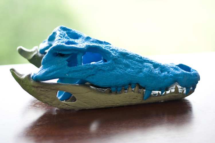 Alligator Skull with independent Jaw 3D Print 207195 Alligator Skull with independent Jaw 3D Print 207195