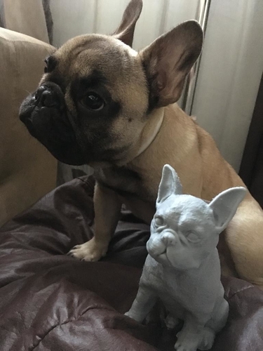 French Bulldog Boris 3D Print 207591 French Bulldog Boris 3D Print 207591