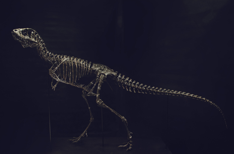 Life size baby T-rex skeleton - Part 03/10 3D Print 218206