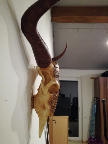 Life Size Bull Skull 3D Print 221278 Life Size Bull Skull 3D Print 221278